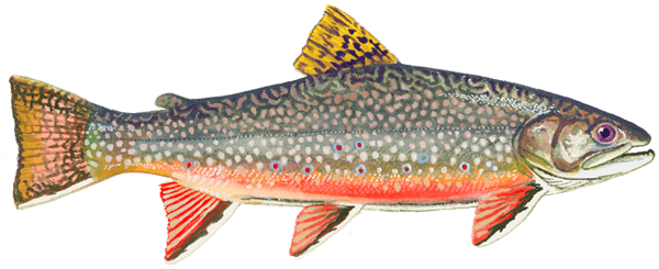 Brook Trout