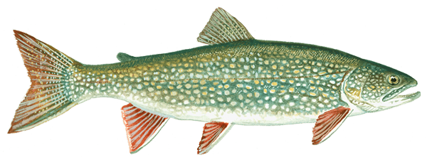 lakeTroutSection Lake Trout