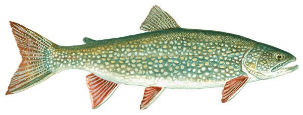 Lake Trout