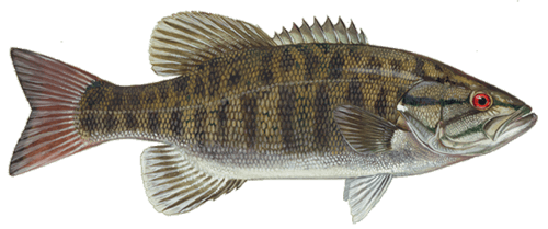 Smallmouth Bass