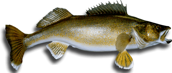 Walleye