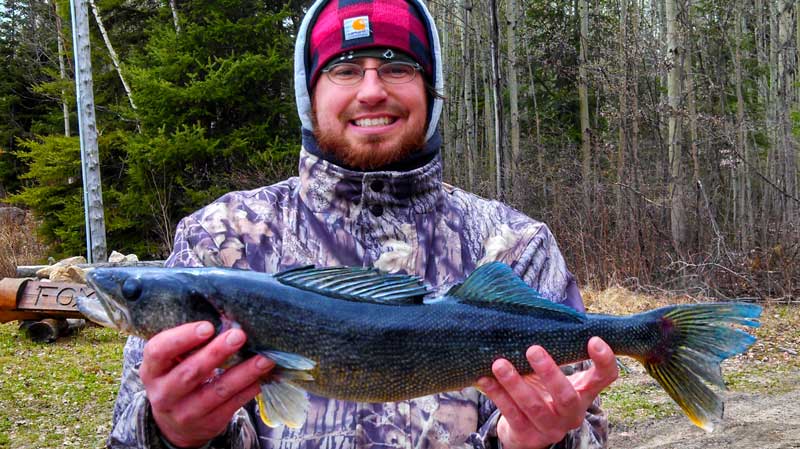 Blue Walleye